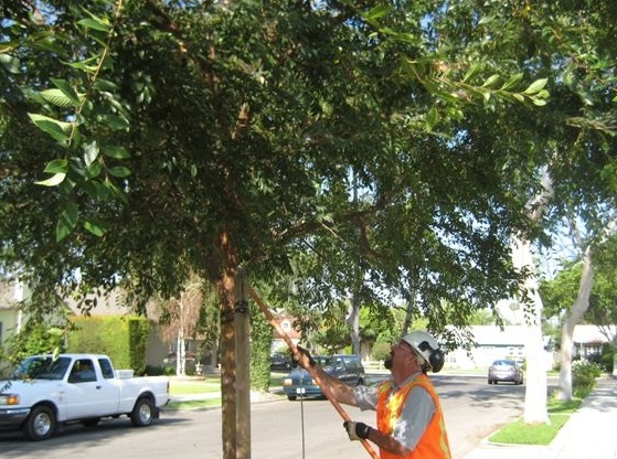 Tree pruning